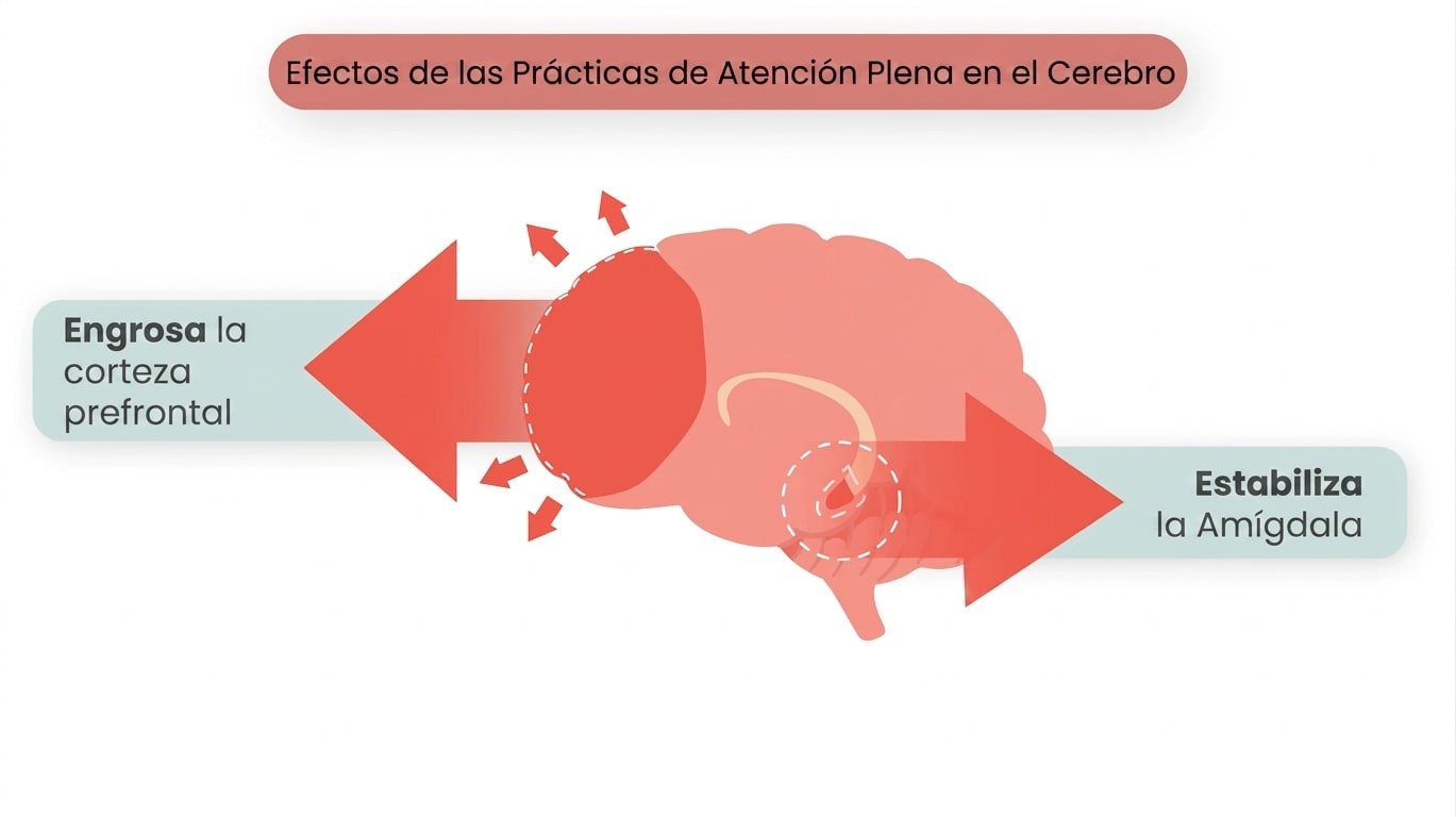 Efectos del mindfulness en el cerebro